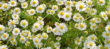 Chamomile image